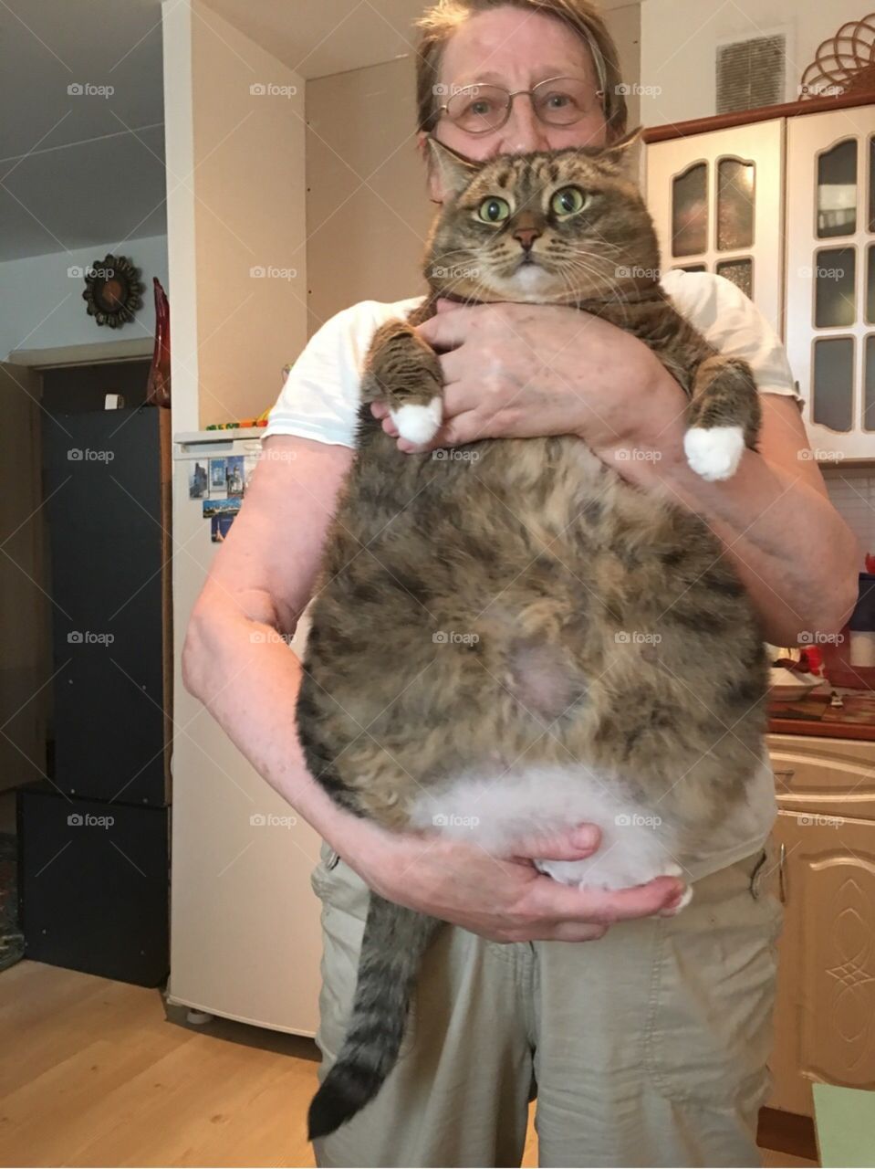 big fat cat