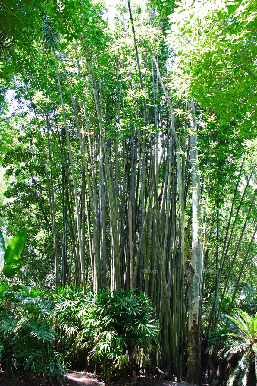 Bamboo forest 