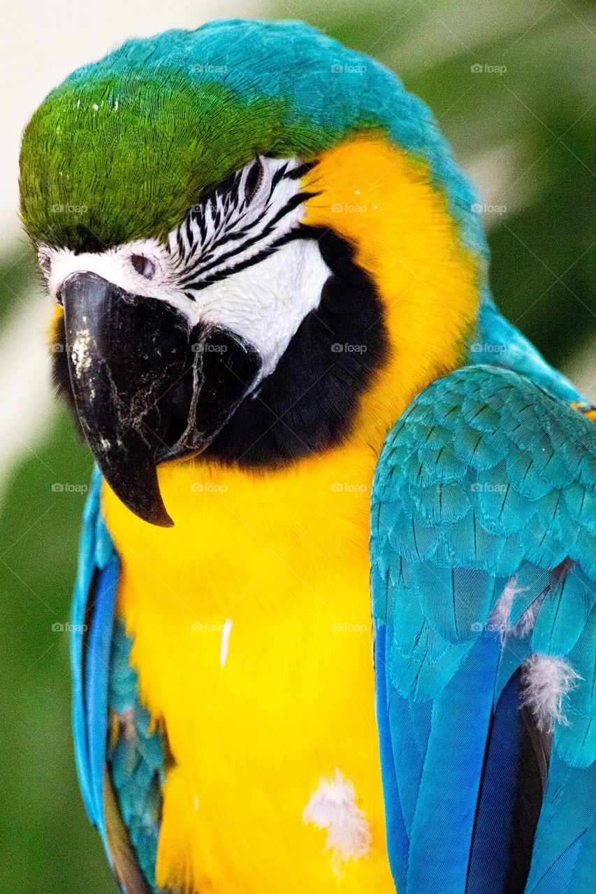 Close-up of a macaw parrot