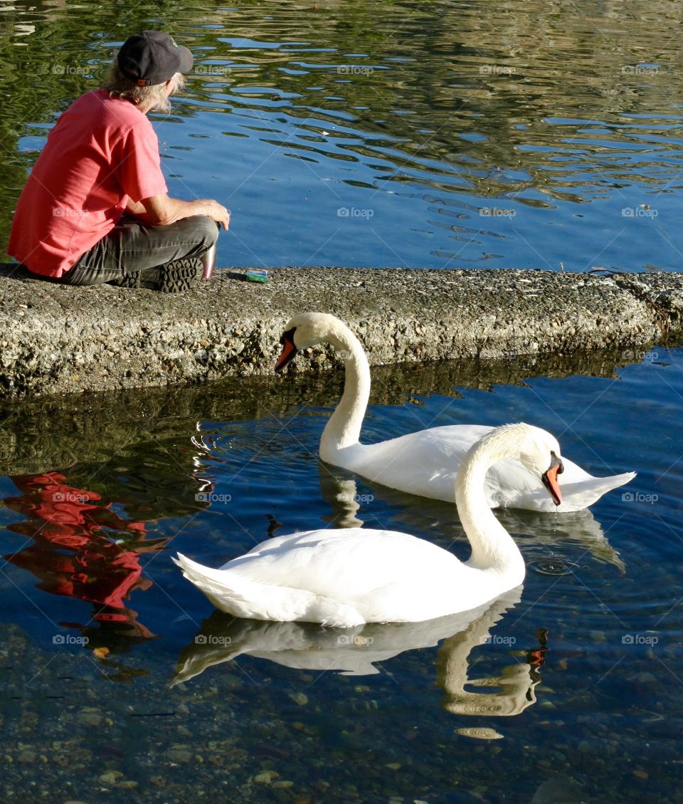 Swan whisperer - man befriends swans at Oceanside 