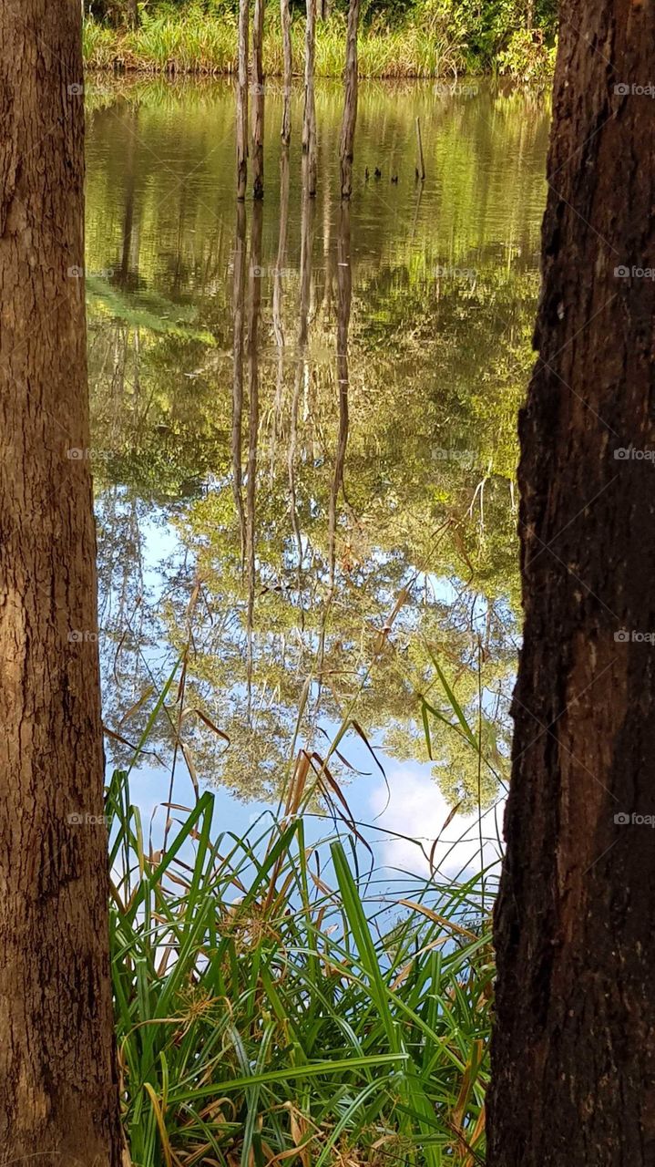 Maroochy Bushland Botanic Gardens