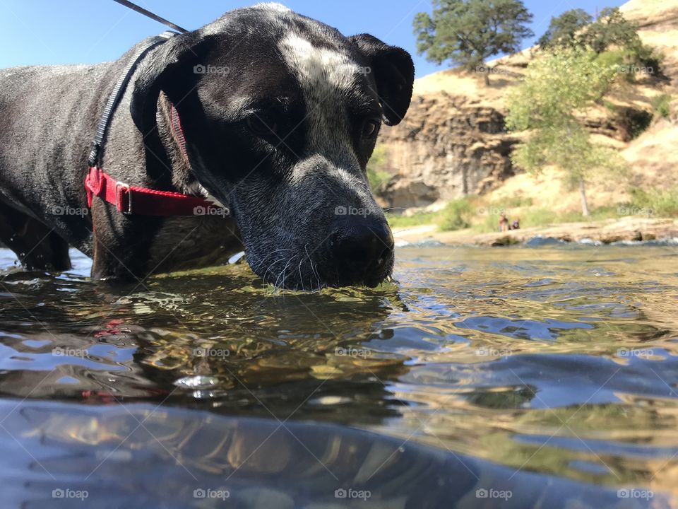 Sam cooling off in the river