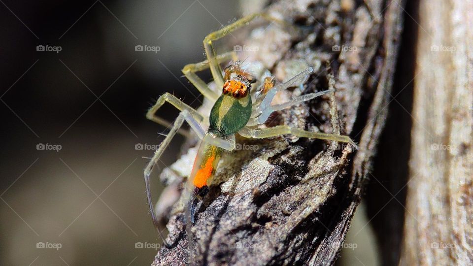 Glassy Spider