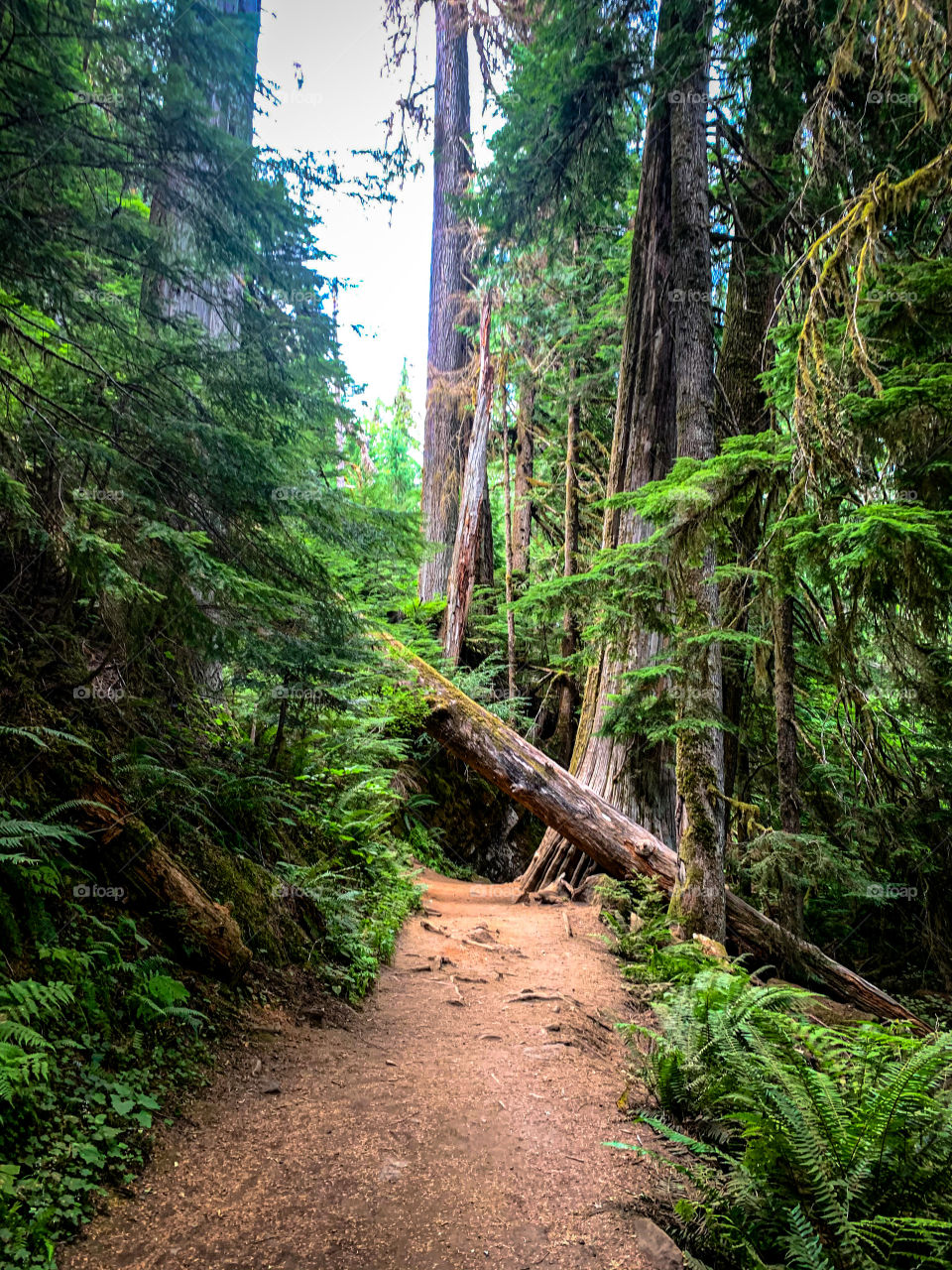 Fallen tree crosses a trail on the Grove of Patriarchs trail at the Mt. Rainier National Park in Washington State. 