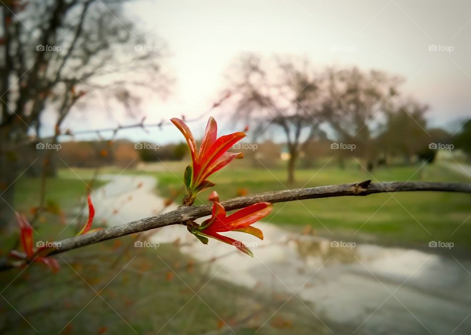 Pomegranate blossom on a branch close up with a country road after a rain at sunset behind with a puddle reflecting the trees in the country the first signs of spring