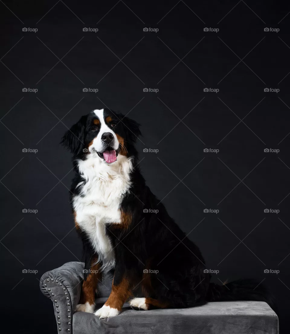 cute dog
