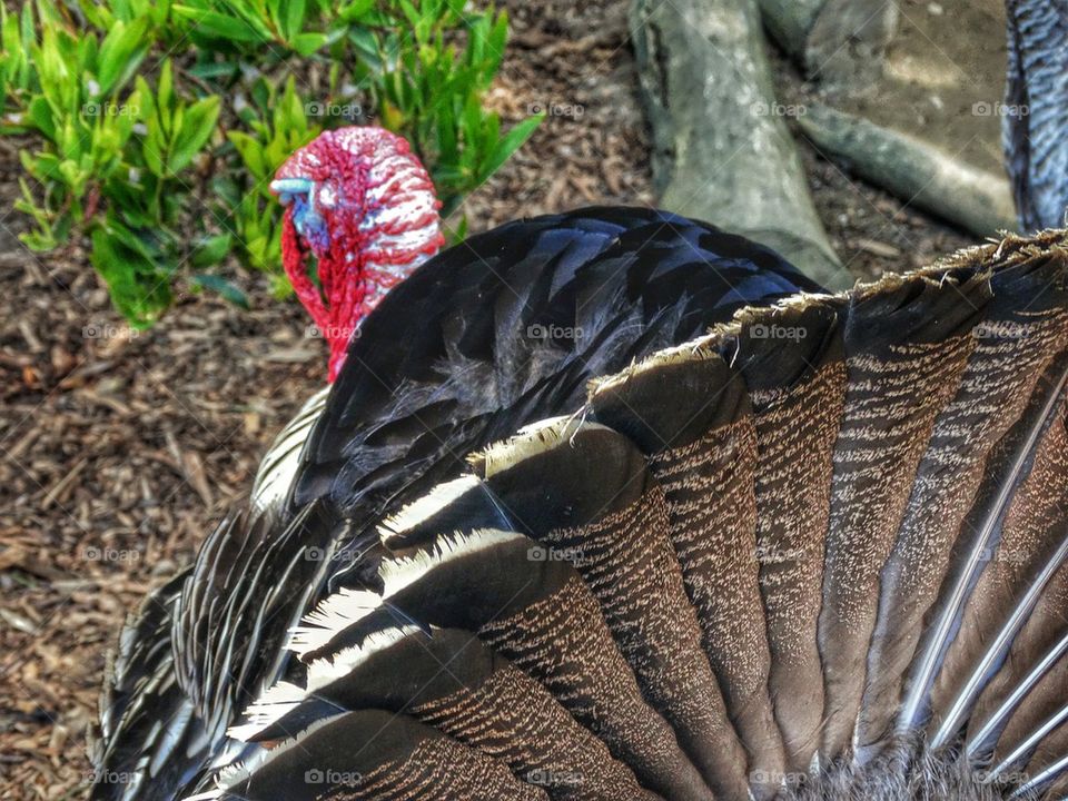 American Wild Turkey