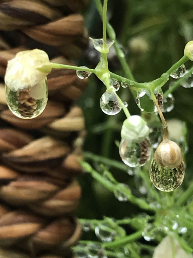 Rainy days