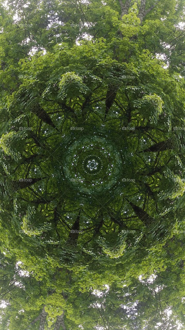 Deep foliage by Kaleidoscope
