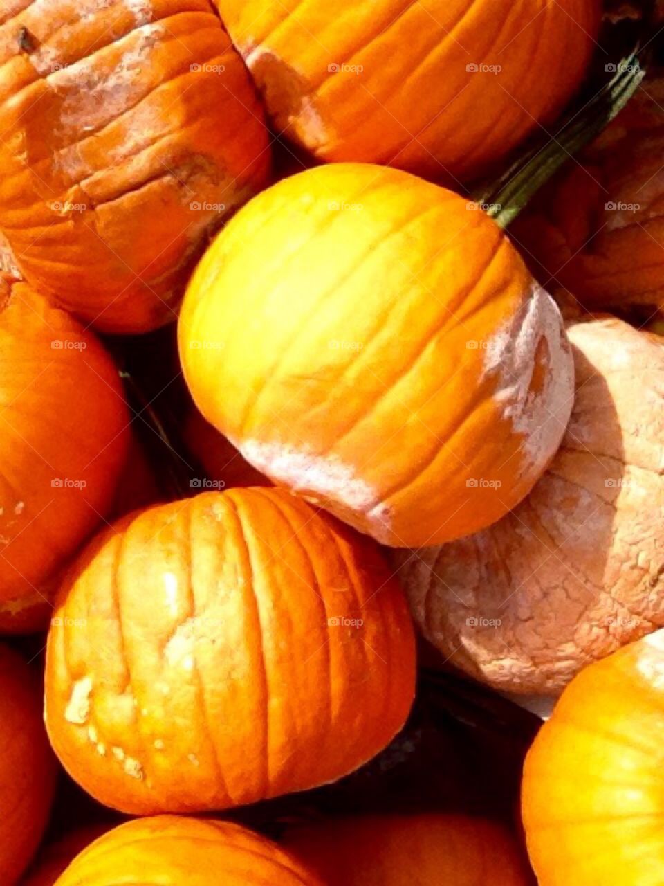 Pumpkins rotting 