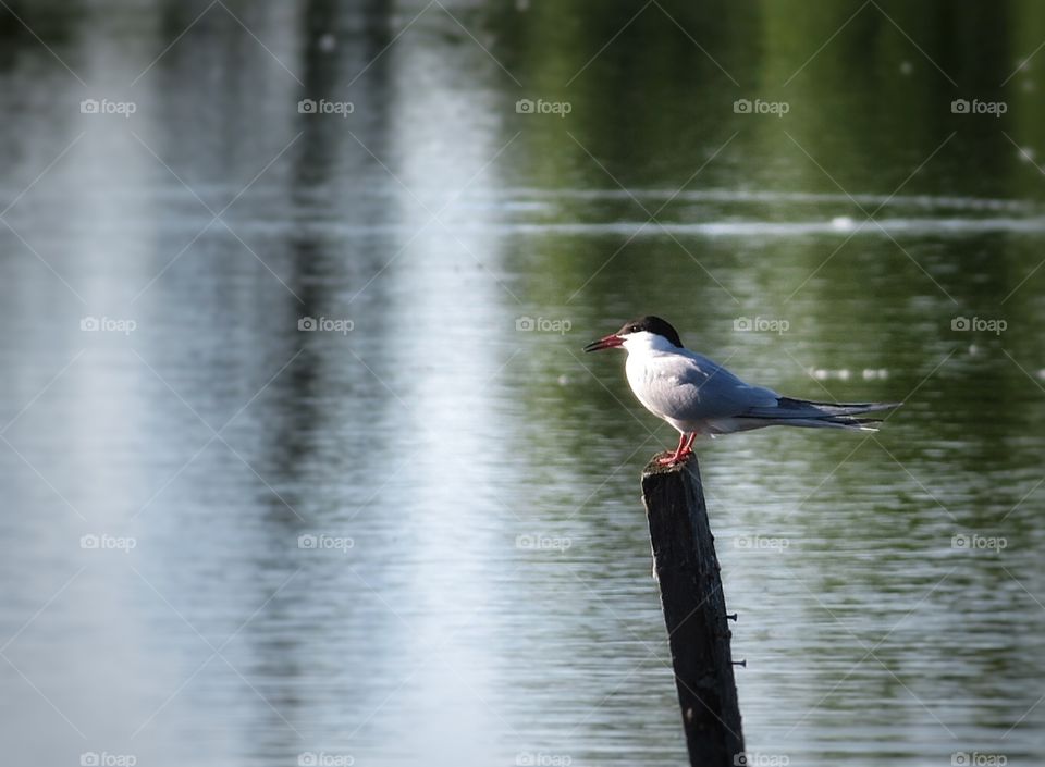 Common Tern Boucherville Québec 