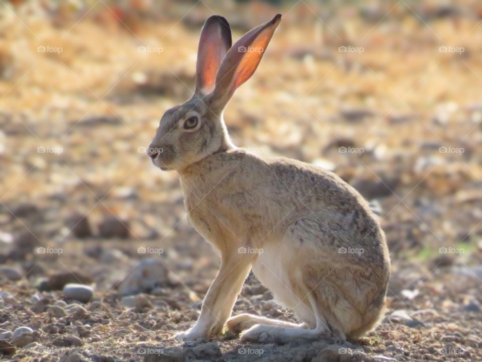 Portrait of a Jackrabbit 