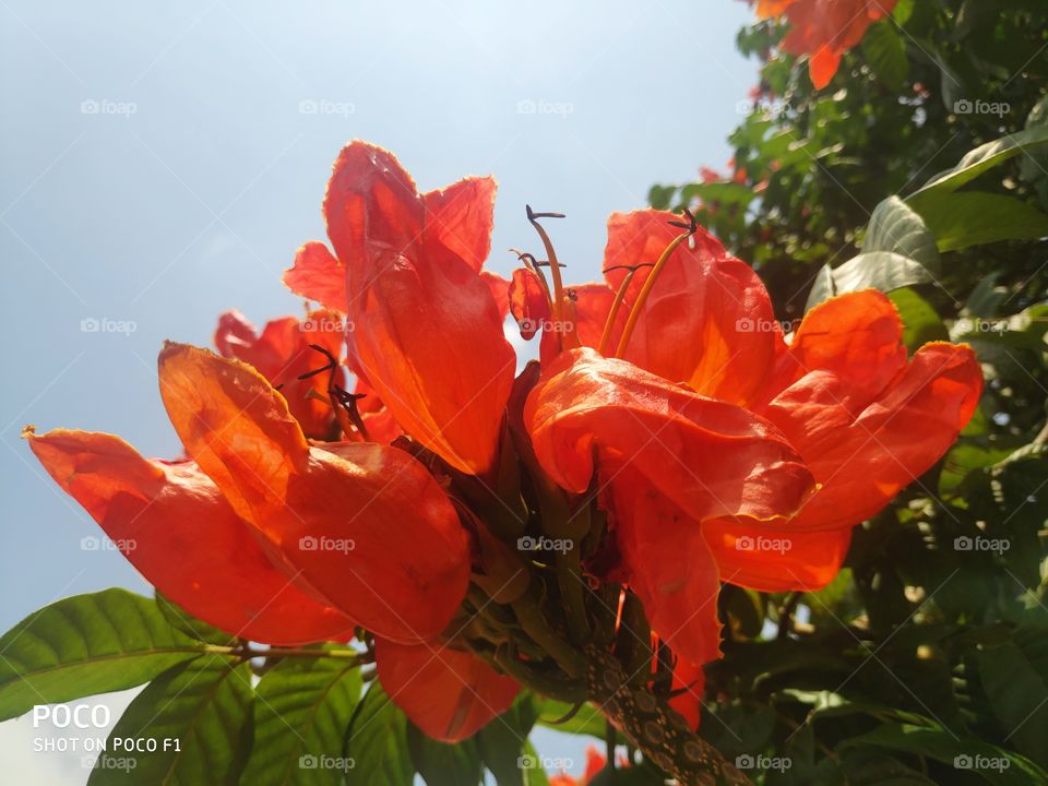 a beautiful blooming bright flowers