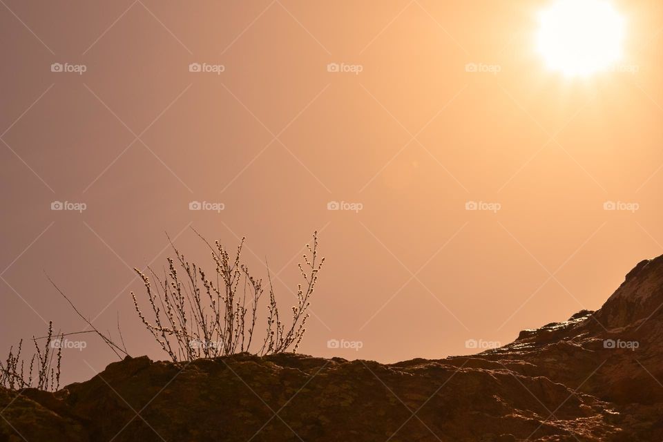 sun rays illuminate the plant