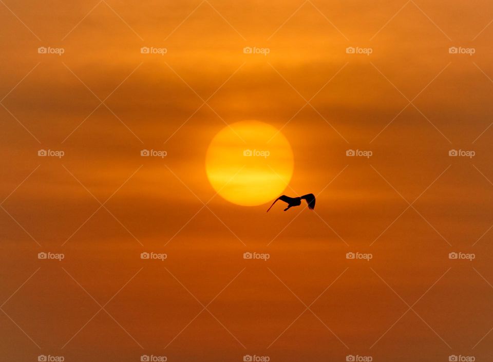 Sun rise - Bird flying - beginning of a new day 