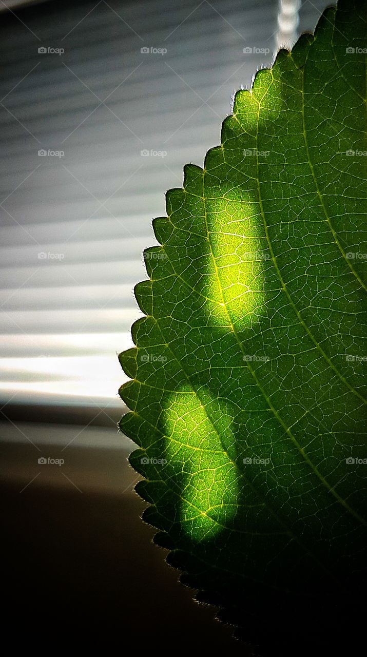 Sun over a green leaf