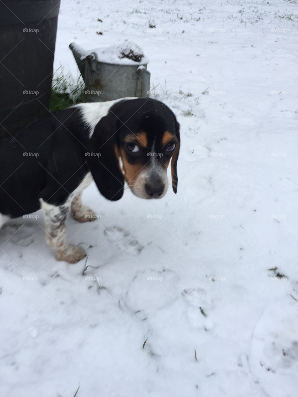 Winter time with the Oreo