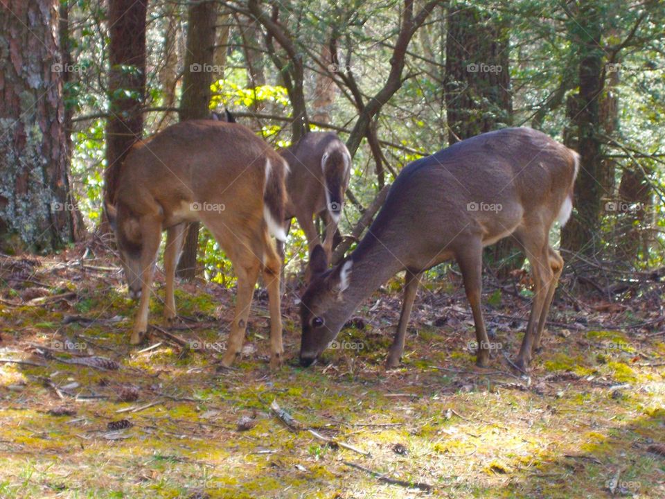 Deers in the forest 