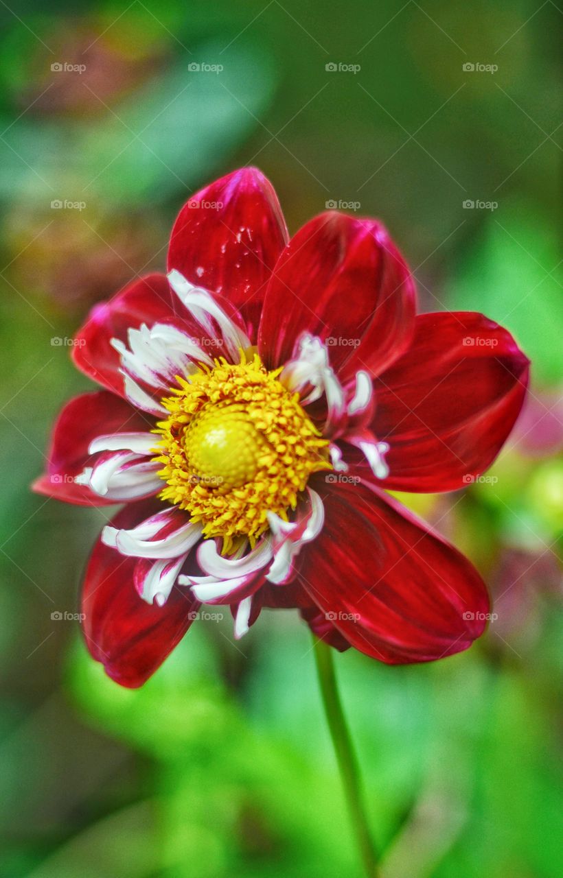 Blossom of dahlia flower