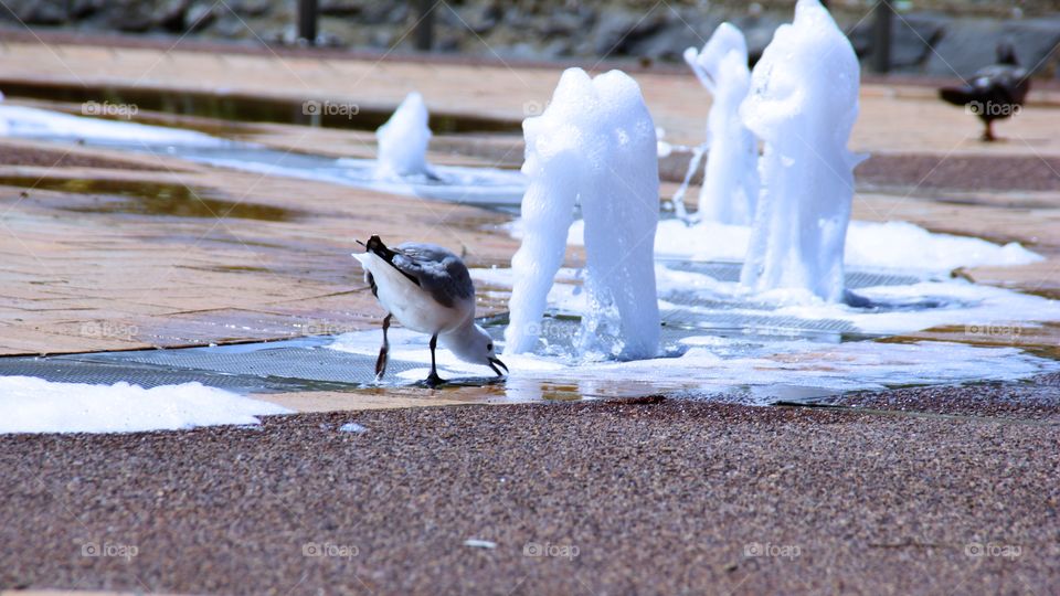 Seagull drinking
