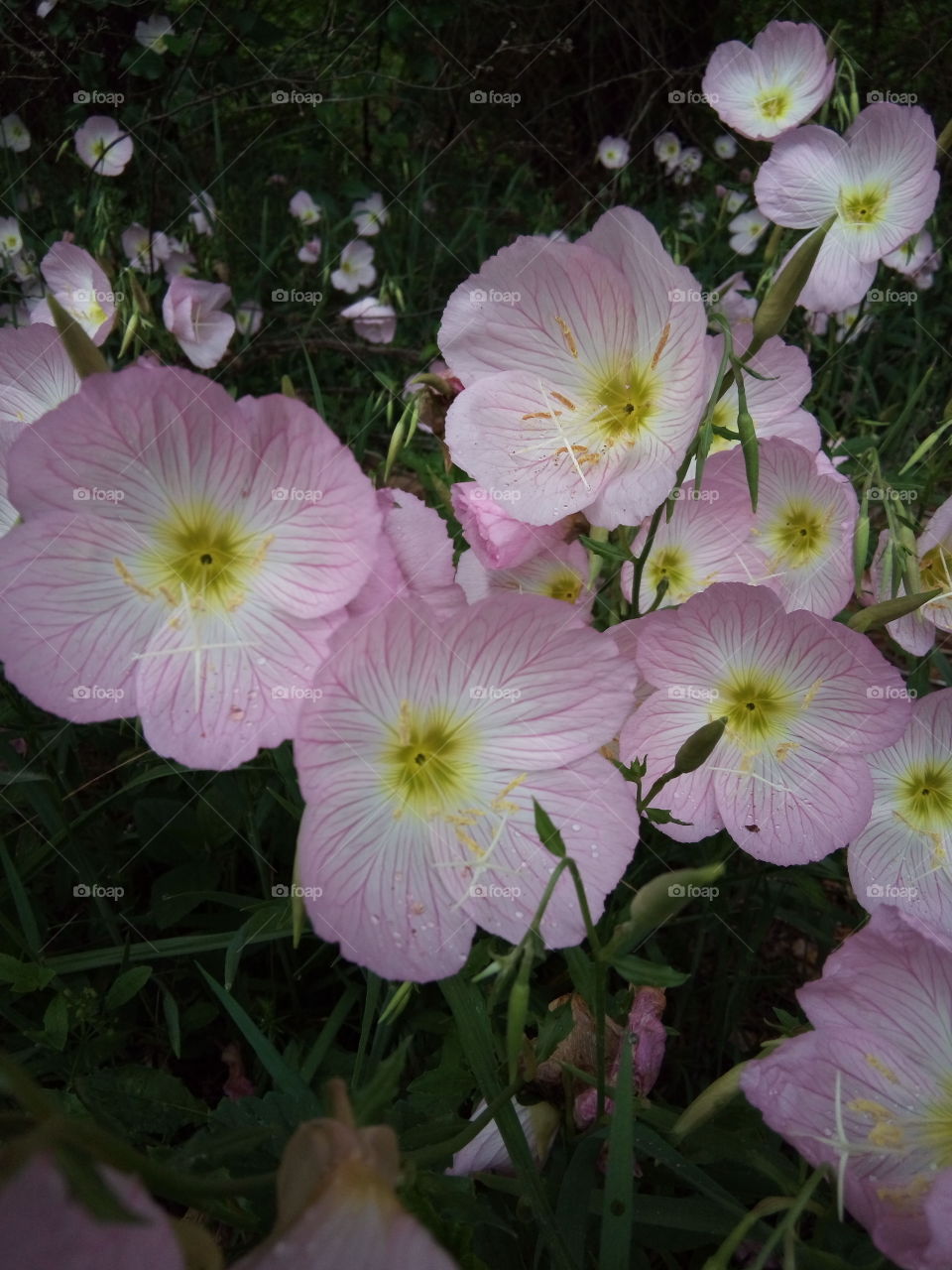 Evening primrose