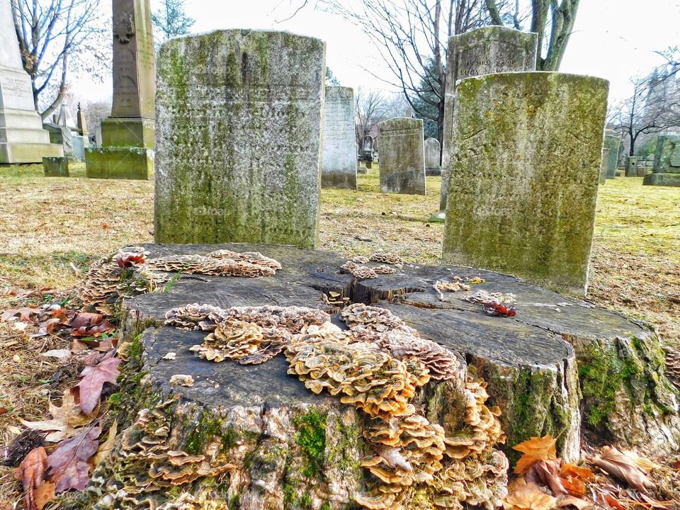 Grove Street Cemetery 