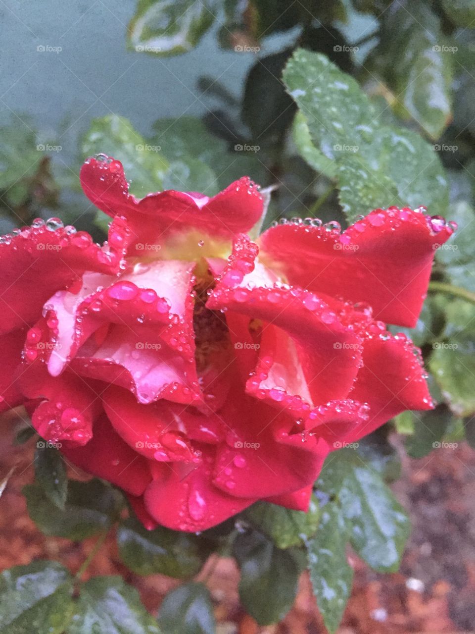 Rain drops on roses!
