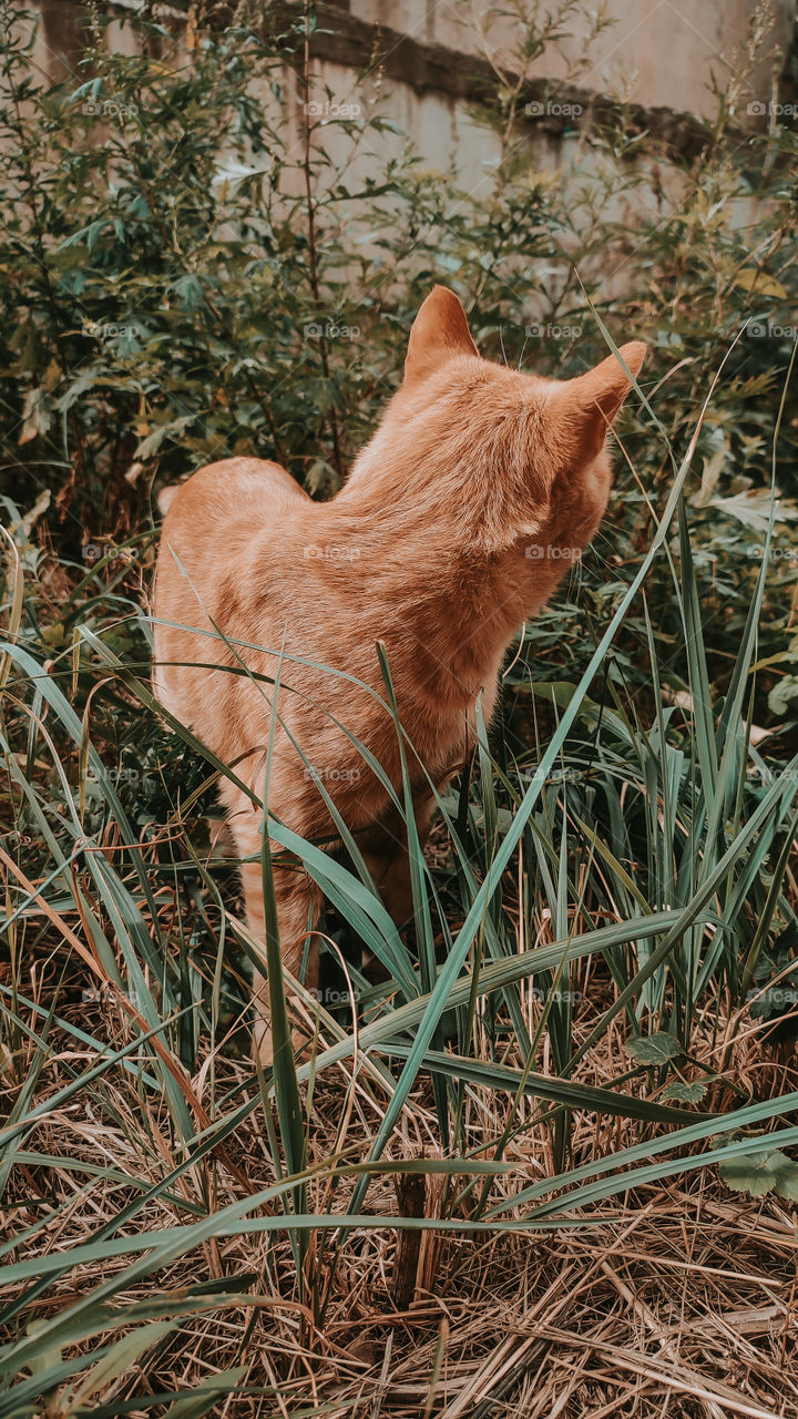ginger cat