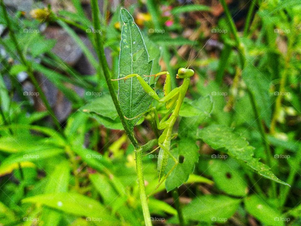 This praying mantis is usually called a praying mantis because of its attitude that often looks like it is praying