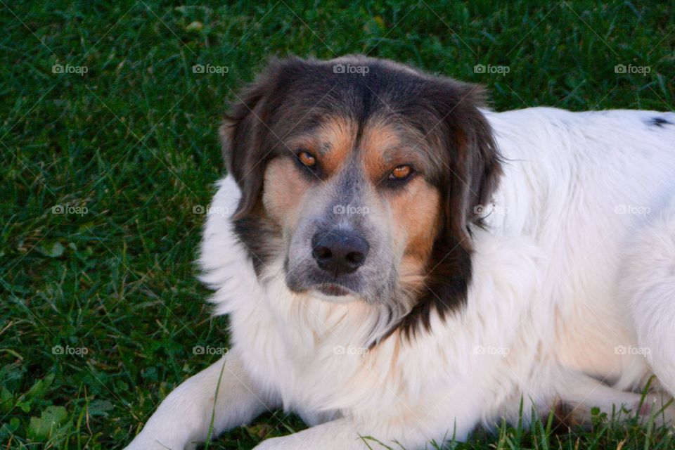 A dog relaxing on a fall afternoon. 