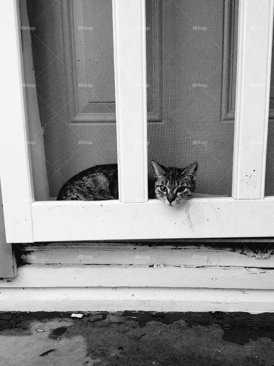 cat in torn screen door