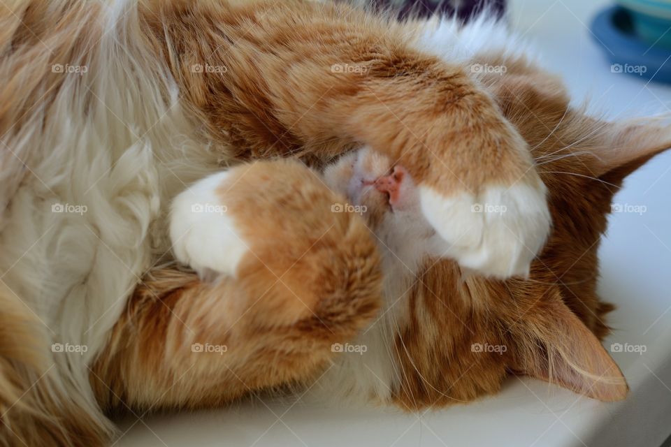 ginger cat pet funny sleeping home