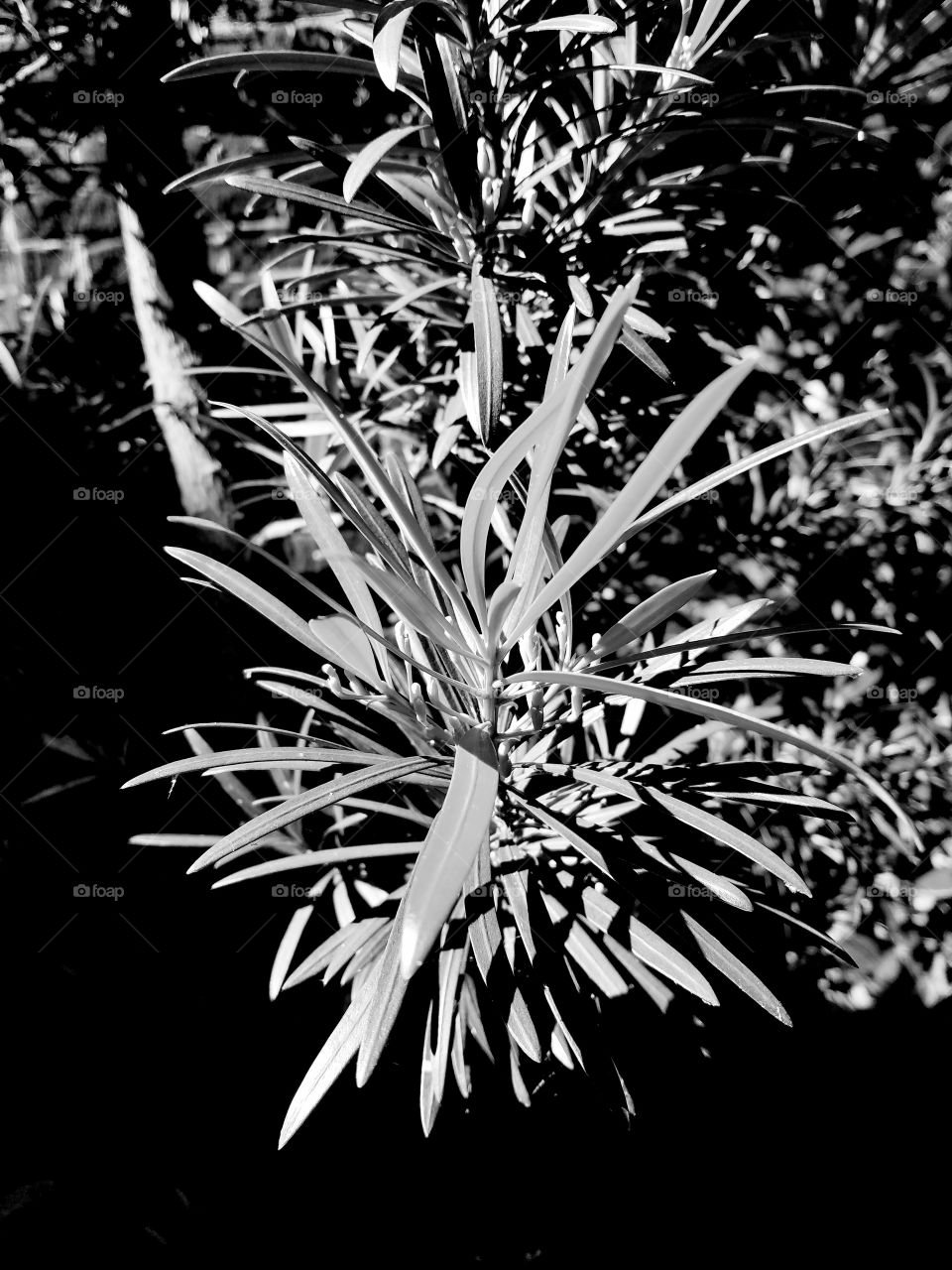 leaves, light and shadows in black and white