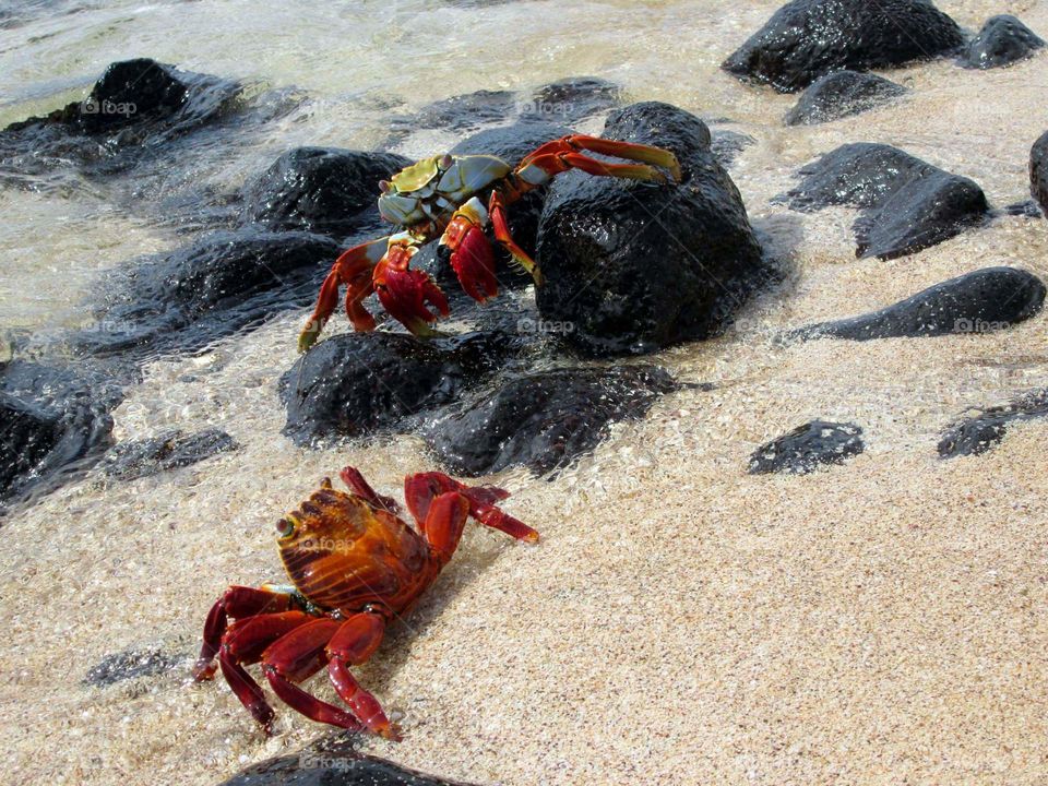 crabs