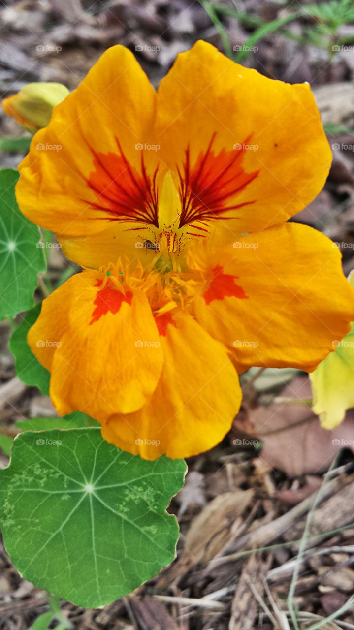 Nasturtium. Flower in my garden