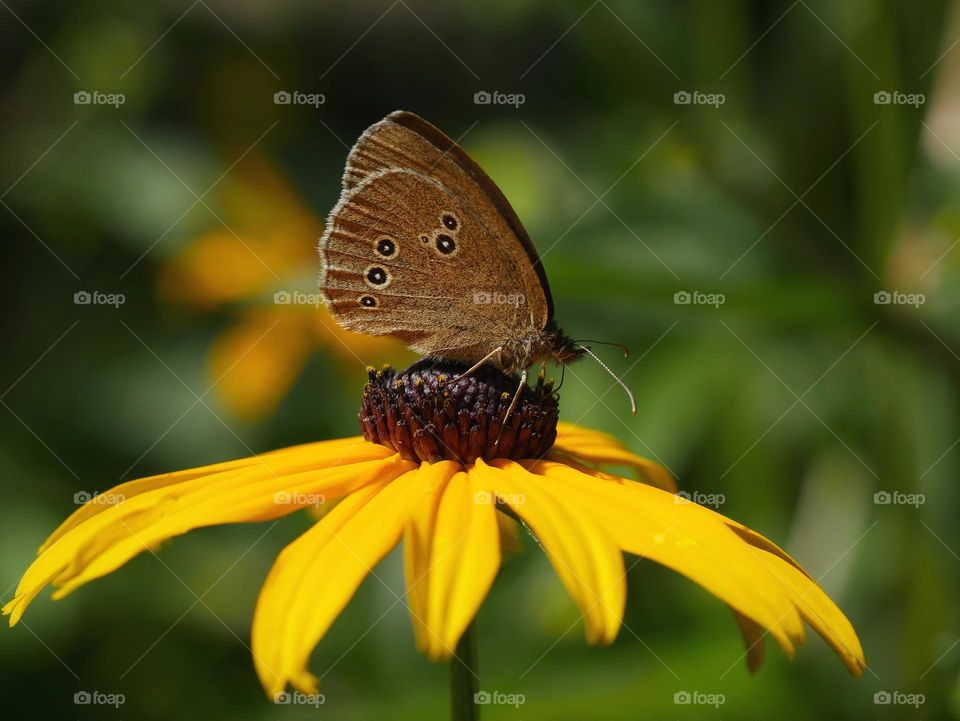 Ringlet butterfly