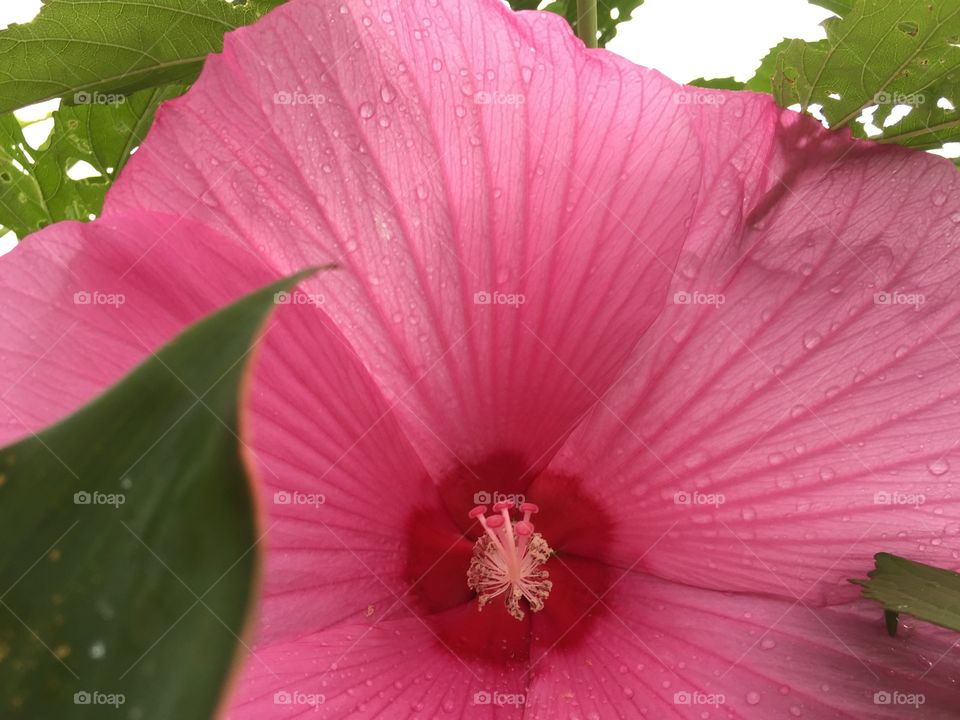 Closeup of pink hibiscus flower with rain droplets on leaves and petals
