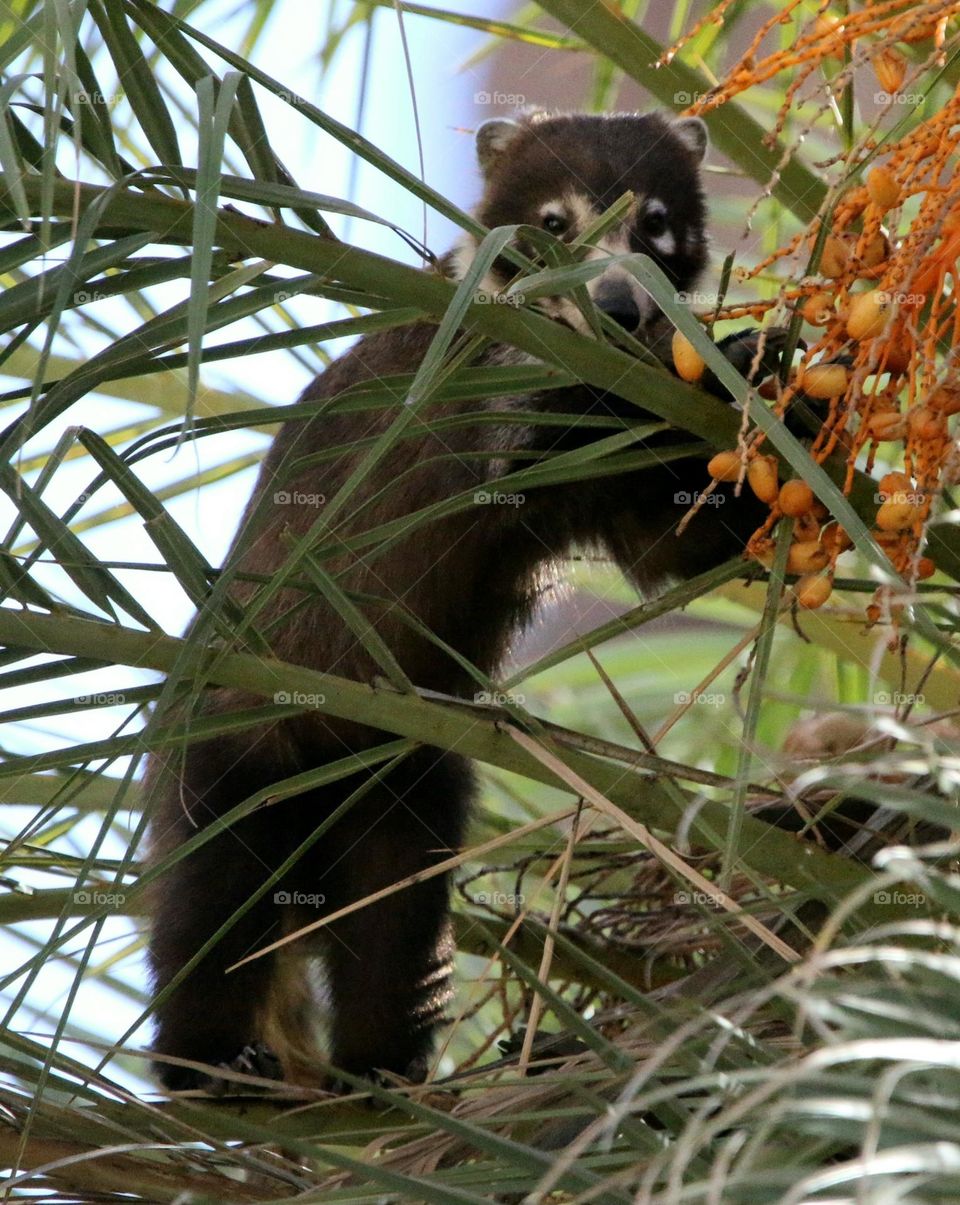Coatimundi on Palm Tree