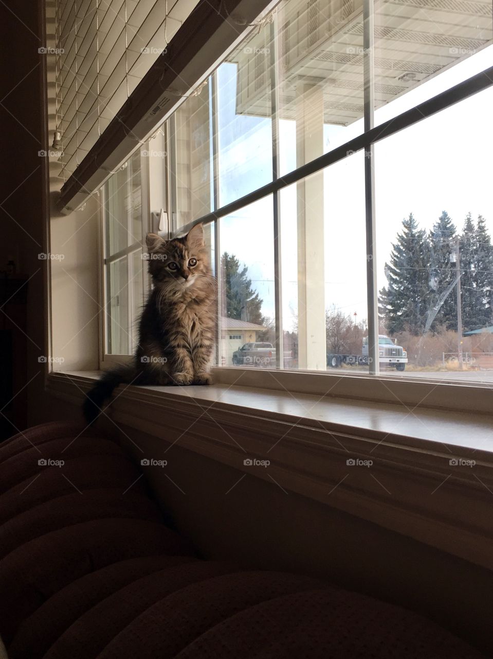 Kitten in the window 
