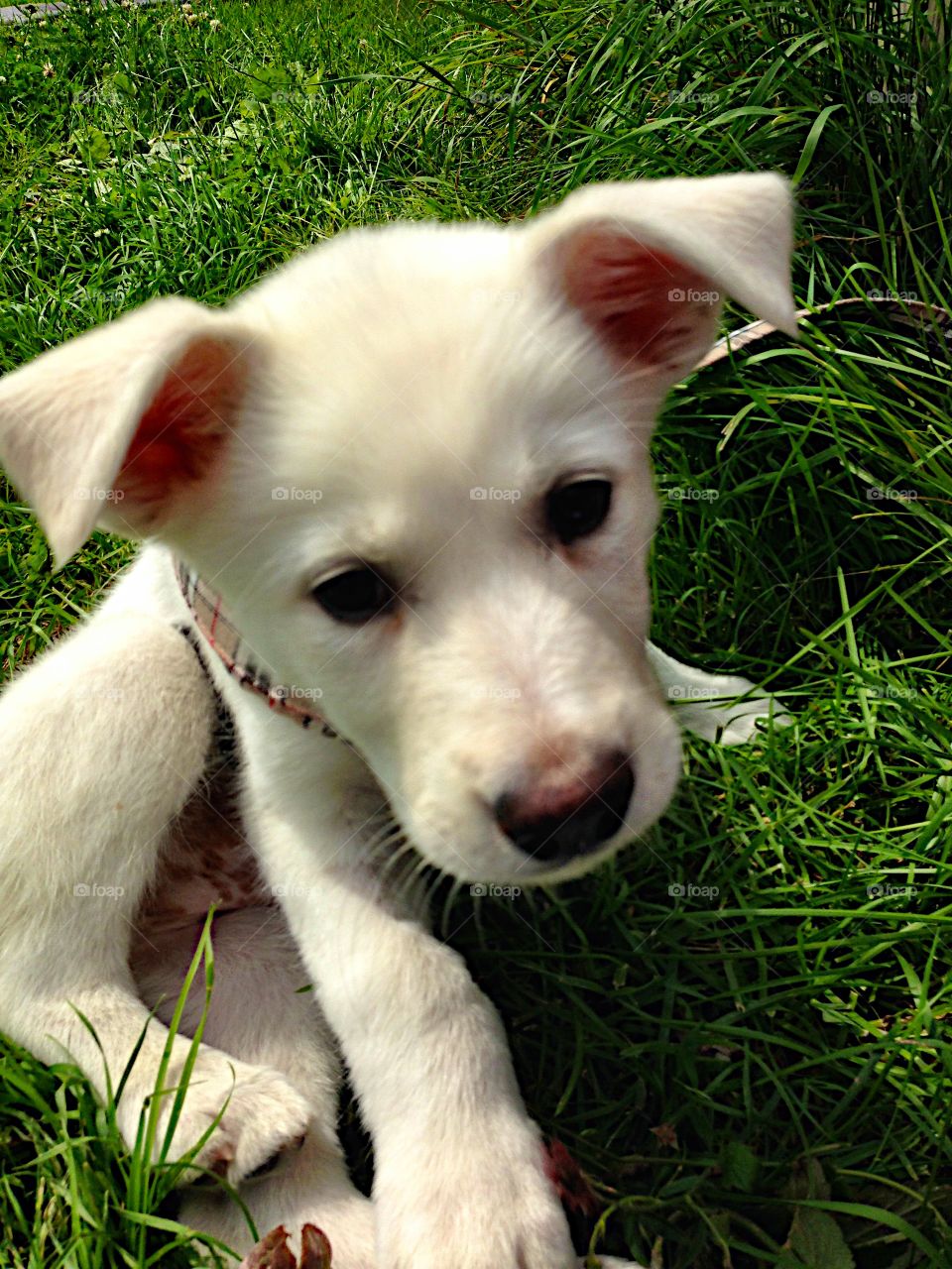 White cute puppy! 