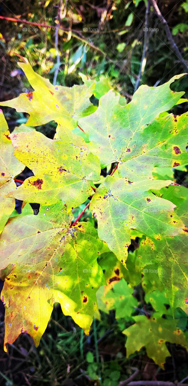 beautiful  fall tree