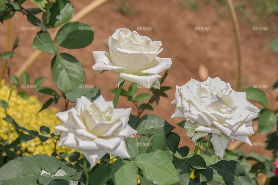 White Rose 