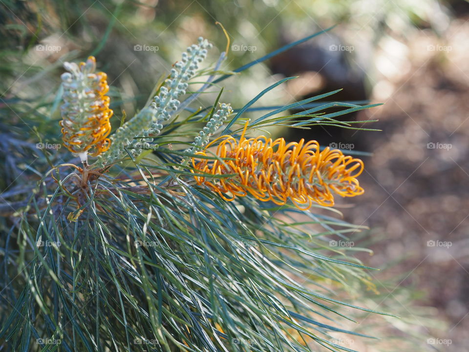 Australia natives orange curly swirly cones 