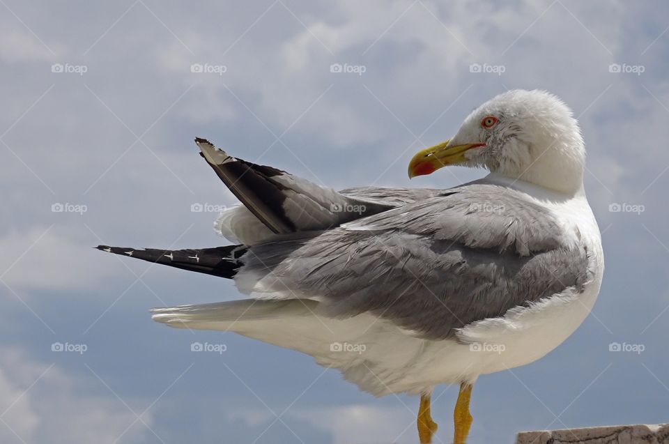 Close-up of seagull