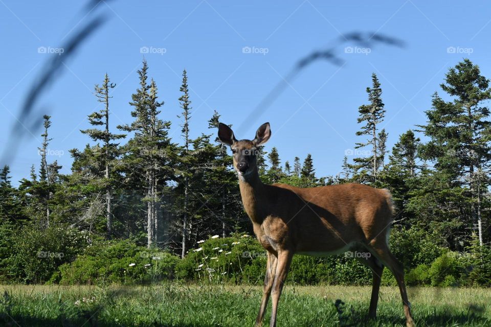 Ready for your closeup, Deer? 
