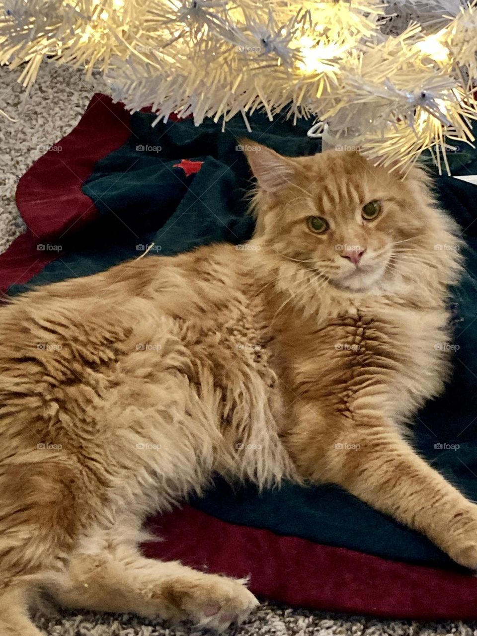 Red tabby maine coon cat under white xmas tree