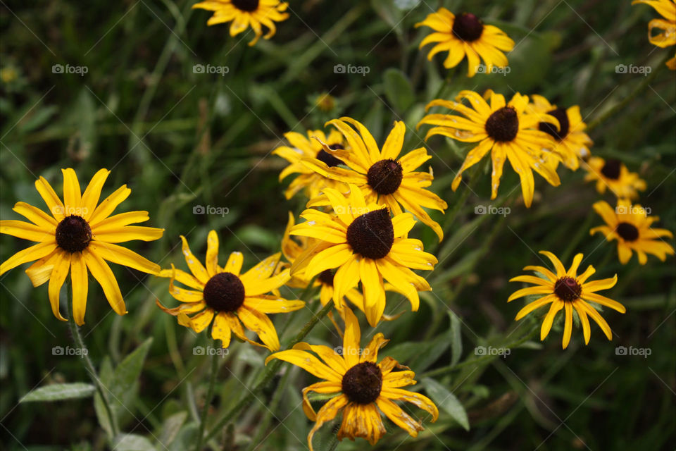 big yellow daisies in a field