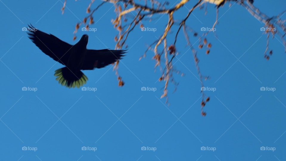 Parrot flying overhead 