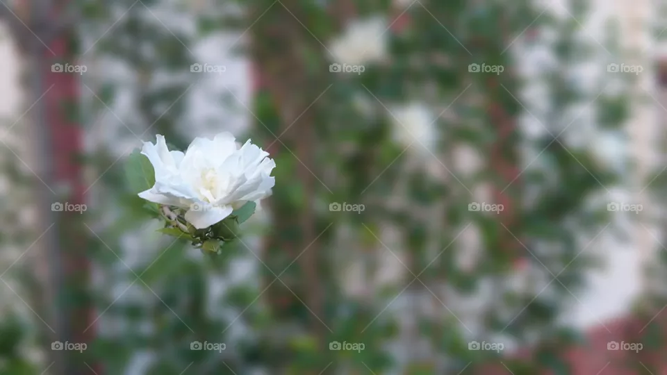 Flower 