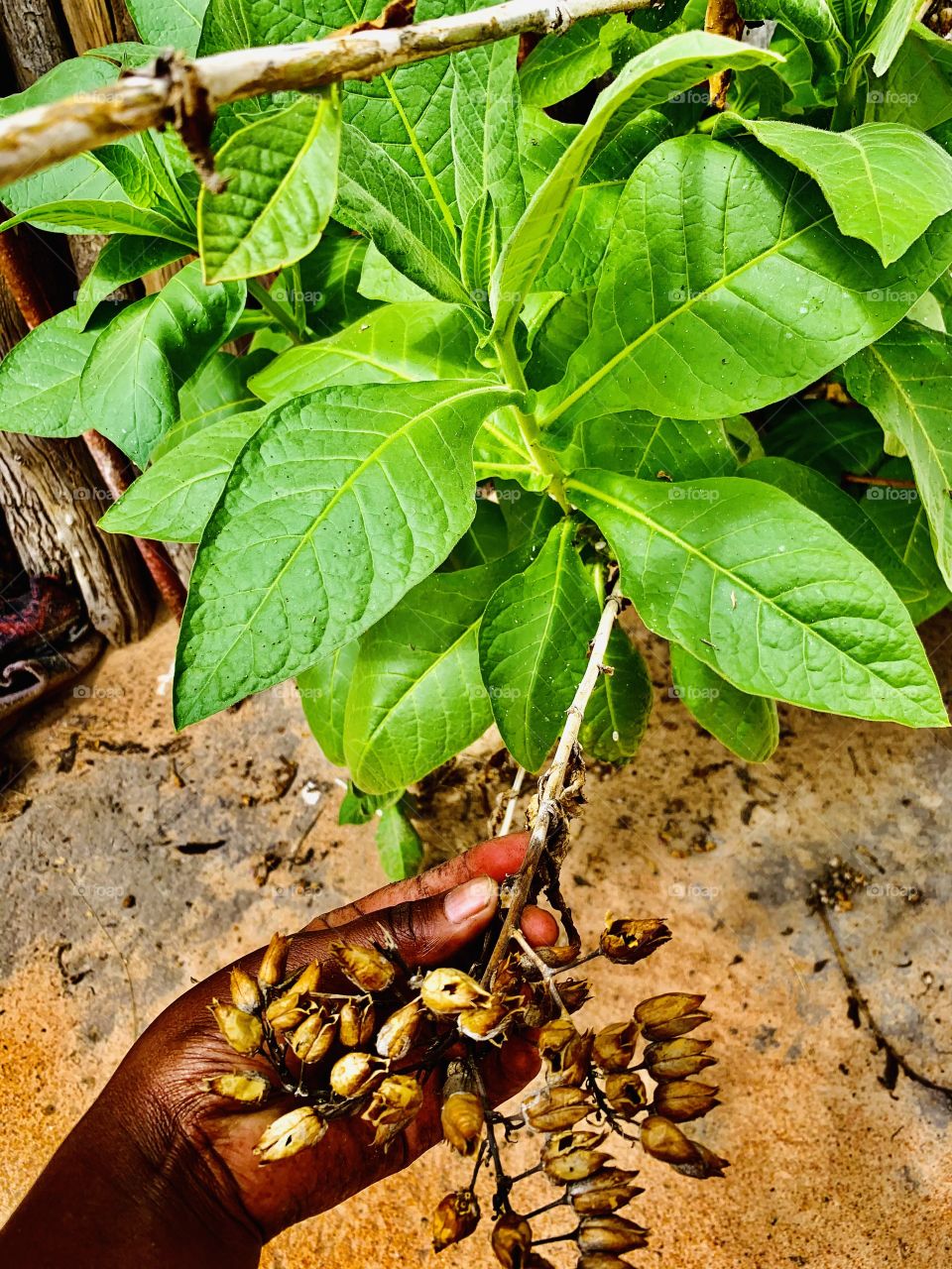 A tobacco plant that just grew on it’s own. So green after a good rain. Our old grandpas at the village put their leaves on their smoking pots but we also keep for other purposes.